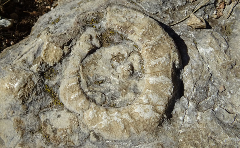 Ammonite.......da determinare